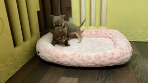 Лиловая девочка
