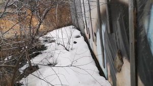 Крысы очередная схватка в курятнике