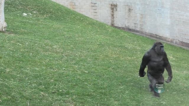 Gorilla Lope's Upright Running Swagger