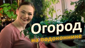 Огород на подоконнике: Секреты комнатного урожая!