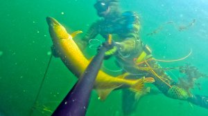 Трофейная Щука и метровый Таймень