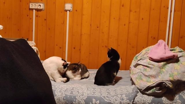 Котята бесплатно в добрые руки