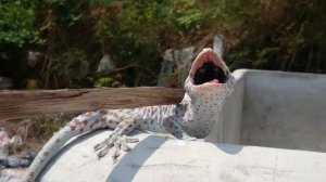 Поймал огромного, злобного геккона.