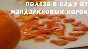 Мандариновые корки - польза для вашего сада