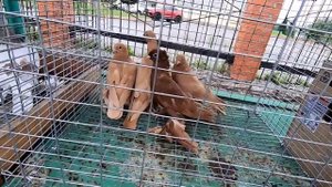 ГОЛУБИ на РЫНКЕ , ИЮЛЬ 2023г. г.Анжеро-Судженск.