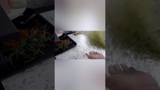 Как стабилизировать глицерином? Первый опыт. Лаванда. Злаковые. Гипсофила.