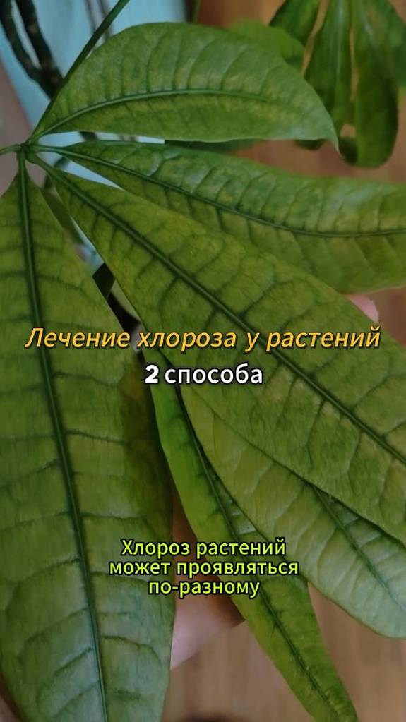 Лечение хлороза у растений  2 способа #хлороз #shorts