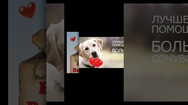 реквизиты в шапке профиля #нужнапомощь #приют #помощьживотным #добро #милосердие