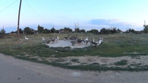 реакция гусей на чучела спорт пласт или гуси в чучелах