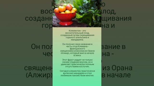 Как появился клементин? 🤗🍊🌿