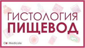 Гистология пищевода
