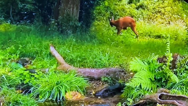 Пелагея “Mix for Ennio Morricone” (Эннио Морриконе) смотреть онлайн