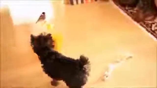 Йорк и попугай друзья смотреть онлайн