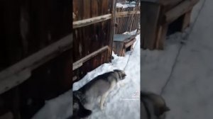 Необычное спаривания двух собак