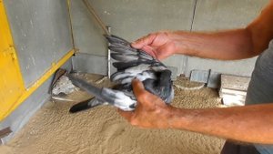 В Гостях у Анатолия Анатольевича ГОНЩИКА двух совершенно разных СТИЛЕЙ ПОЛЁТА голубей / 2-я часть