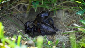 Świerszcz polny (Gryllus campestris)