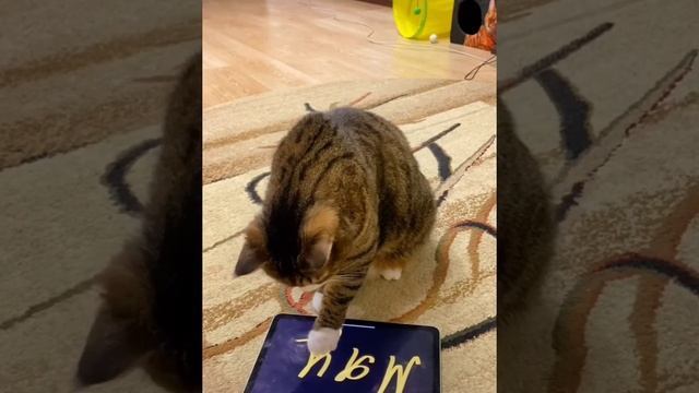НАШ КОТ УМЕЕТ ЧИТАТЬ БУКВЫ 🤩 смотреть онлайн