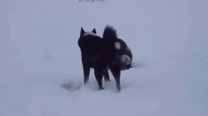 Росамаха в дикой природе