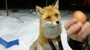 (899) Лиса приходит в гости. Декабрь 2024