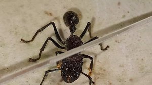 Муравей пуля (Paraponera clavata)