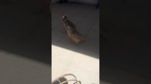 2023. кабк чанг сурак бо кабки шикори   , #кеклик #chakor #кабк