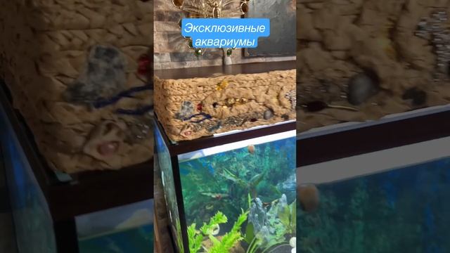Эксклюзивные аквариумы #аквариум #дизайн #дизайнинтерьера