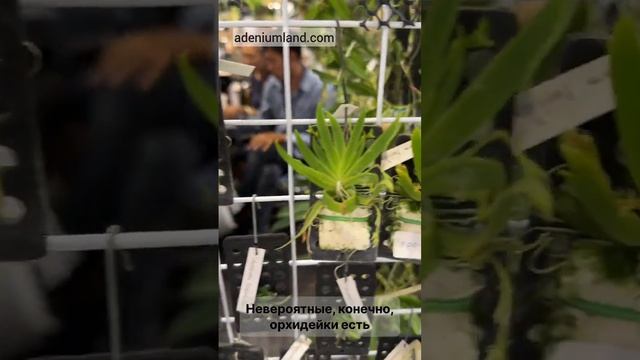 Bangkok Intl Exotic Plants Show & Sale. Ноябрь 2024