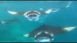 Biyadhoo Maldives, манты. Ноябрь 2022