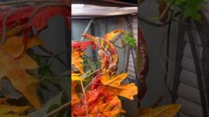 Panther Chameleon Breeding