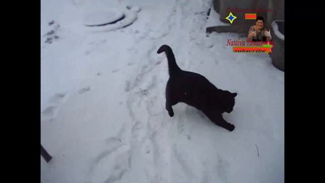 Говорят коты в полете могут поймать птицу Высоко подпрыгивает котик БУся