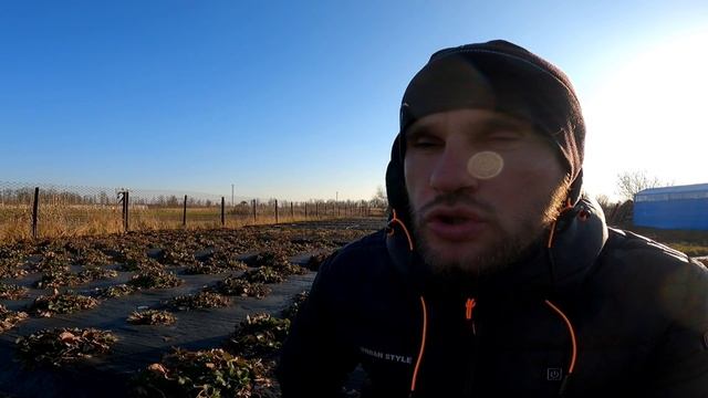 Від Вуса до Півкіло ягід з куща.Прості рекомендації,які змінять Твоє уявлення про Полуницю
