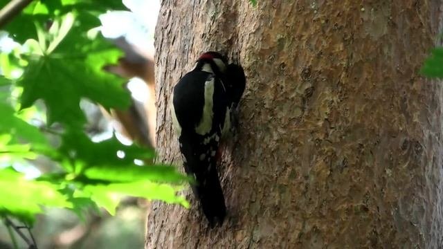 ПТЕНЦЫ ДЯТЛОВ У КЛЕНА#шарташ