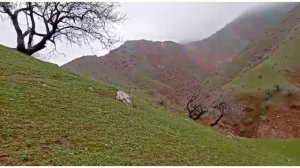 весенний природа город Левакант