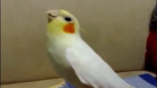 Попугайчик карелла поёт смотреть онлайн