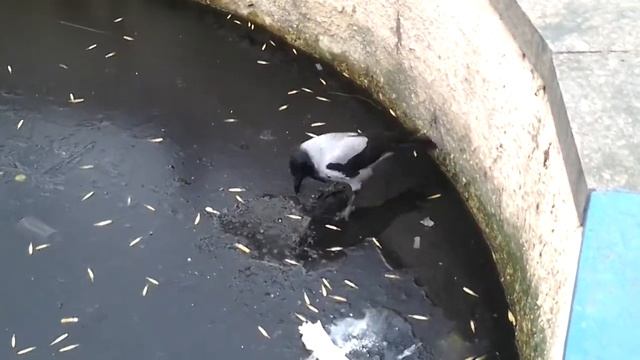 Ворона нашла воду