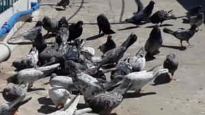 Бакинские голуби мраморные  и чорни