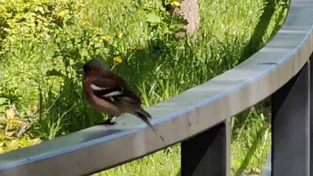 BIRDS IN MOSCOW. ПТИЦЫ В МОСКВЕ. #birds #moscow #finch #chaffinch #пениептиц #Москва #птицы #зяблик