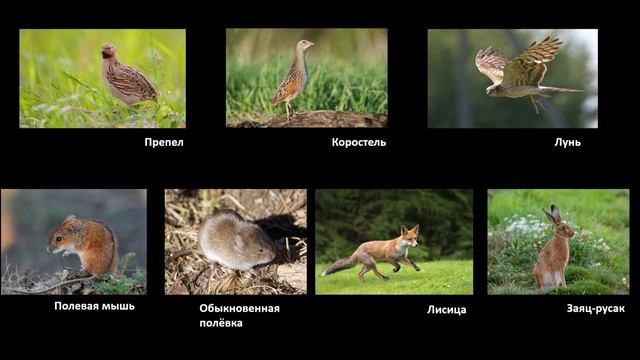 Биология 5 класс (Пасечник 2023 ) аудио Параграф 23 "Разнообразие природных сообществ"