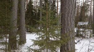Ёлочный хоровод.