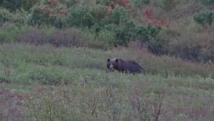 Медведь подошёл сзади...!