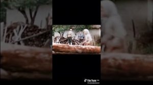 d733d513c3adb6cfa4e8816b64503e5e_1733231970467