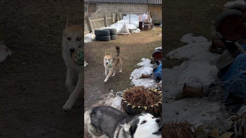 с мячиком веселей ⚽️ #брюликилиска #собака #хаски #щенок #dog #puppy #сибирскийхаски #funnydogs