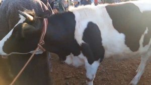 ГИЖДУВОН МОЛ БОЗОР НАРХЛАРИ БУХОРО ЯНГИ НАРХЛАРИ