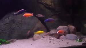 Malawi Cichlids, Firefish, Placidochromis, Protomelas, Labidochromis, African Aquarium