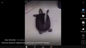 морская черепашка а нет это какашка
