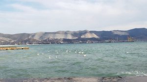 Лебеди в Чёрном море! 8 декабря 2024 г.