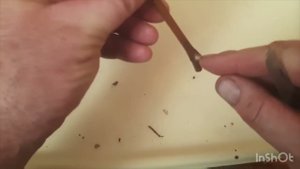 Укореняем черенки винограда . Февраль 2024. Школа А.П. Рыкалина