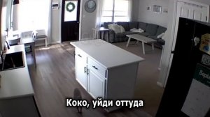 Никаких свидетелей