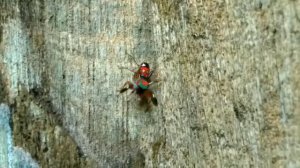 🕸🕷two species of jumping spider
(siler semiglaucus vs metal blue spider)