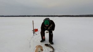 Вы не поверите. Налим попался на налима / Первая проверка и сразу трешка / Открытие зимней рыбалки